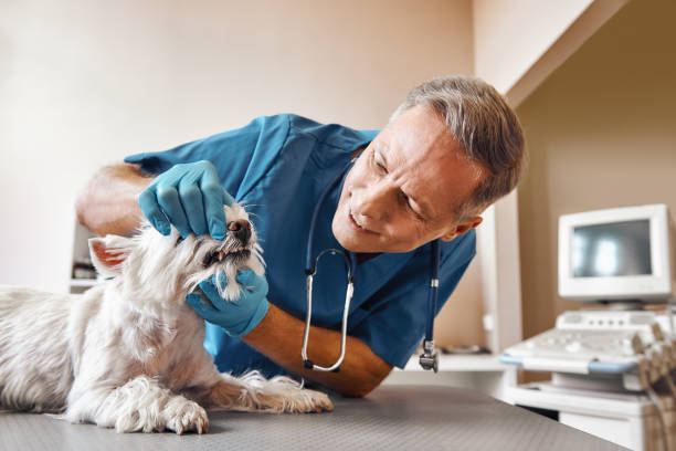 Best Broken or Chipped Tooth Repair in Corte Madera, CA